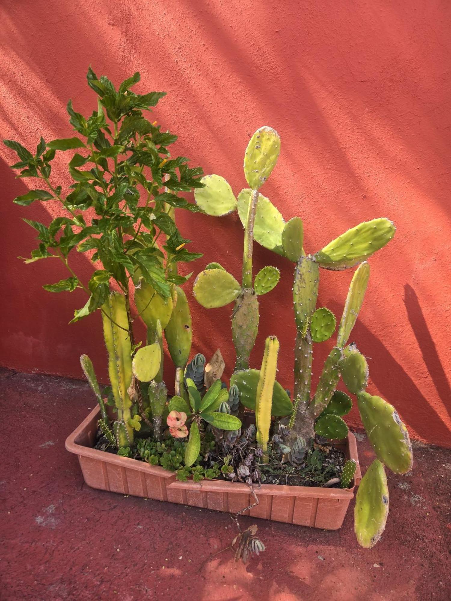 פונטה רוסיה Villa Kiki Ensenada מראה חיצוני תמונה
